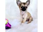 Chihuahua Puppy for sale in Crestline, CA, USA