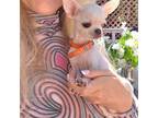 Chihuahua Puppy for sale in Crestline, CA, USA