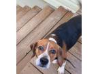 Adopt Remi a Beagle