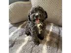 Poodle (Toy) Puppy for sale in Live Oak, FL, USA