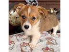 Pembroke Welsh Corgi Puppy for sale in Gladys, VA, USA