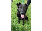 Adopt Archer a German Shepherd Dog, Mixed Breed