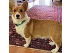 Pembroke Welsh Corgi Puppy for sale in Hendersonville, TN, USA