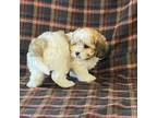 Bichon Frise Puppy for sale in Fennimore, WI, USA
