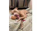 Adopt Groove a Pit Bull Terrier, Mixed Breed