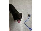 Adopt Titus a Pit Bull Terrier, Mixed Breed