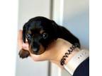 Dachshund Puppy for sale in Foley, MN, USA