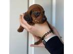 Dachshund Puppy for sale in Foley, MN, USA