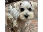 Schnauzer (Miniature) Puppy for sale in Huntsville, TX, USA