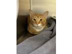 Adopt Whalebone a Domestic Short Hair