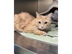 Adopt Beluga a Domestic Short Hair