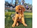 Golden Retriever Puppy for sale in Lake Elsinore, CA, USA