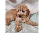 Mutt Puppy for sale in Dallas, TX, USA