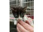 Adopt Merlin/ Kitten 6- moo moo a Domestic Medium Hair