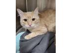 Adopt Kitty Kat/ Ramsey a Domestic Short Hair