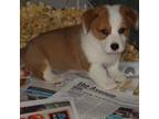 Pembroke Welsh Corgi Puppy for sale in Newberry, FL, USA