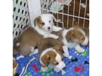 Pembroke Welsh Corgi Puppy for sale in Newberry, FL, USA