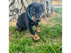 Doberman Pinscher Puppy for sale in Elko, NV, USA