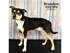 Adopt BRANDON a Labrador Retriever, Mixed Breed