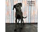 Adopt ANDRE a Labrador Retriever, Mixed Breed