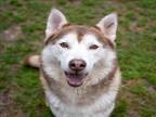 Adopt CALVIN HARRIS a Siberian Husky