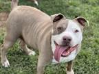 Adopt MEATLOAF a Pit Bull Terrier, Mixed Breed