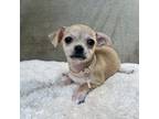 Chihuahua Puppy for sale in Stroudsburg, PA, USA