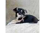 Chihuahua Puppy for sale in Stroudsburg, PA, USA