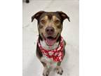 Adopt DUKE a Labrador Retriever, Mixed Breed