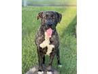 Adopt GORDO a American Staffordshire Terrier, Mixed Breed