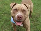 Adopt RICKY a Pit Bull Terrier