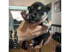 Siberian Husky Puppy for sale in Avilla, IN, USA