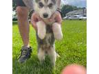 Siberian Husky Puppy for sale in Avilla, IN, USA