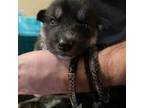 Siberian Husky Puppy for sale in Avilla, IN, USA