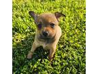 Chihuahua Puppy for sale in Smithfield, VA, USA