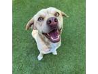 Adopt Quill a Mixed Breed