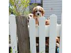 Cocker Spaniel Puppy for sale in Cleveland, TN, USA