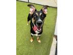 Adopt Owl a German Shepherd Dog, Mixed Breed