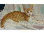 Adopt Cable a Tabby, Domestic Short Hair