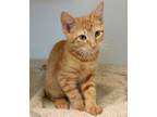 Adopt Aramis KITTEN a Tabby, Domestic Short Hair