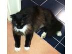 Adopt Boots - FIV+ ADOPTED LOVES TO CUDDLE! a Tuxedo, Domestic Medium Hair