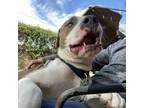 Adopt Liefling a Pit Bull Terrier