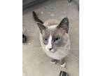 Adopt George a Snowshoe, Siamese