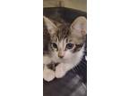 Adopt Maverick a Domestic Short Hair