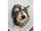 Adopt Winchester a Mixed Breed