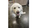 Adopt Found stray: Miles a Great Pyrenees