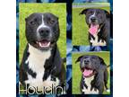 Adopt HOUDINI a Labrador Retriever, Mixed Breed