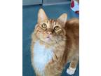 Adopt CASTRO a Domestic Medium Hair