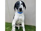 Adopt Dice a German Shorthaired Pointer, Mixed Breed