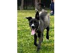 Adopt FLORIDA a Husky, Mixed Breed